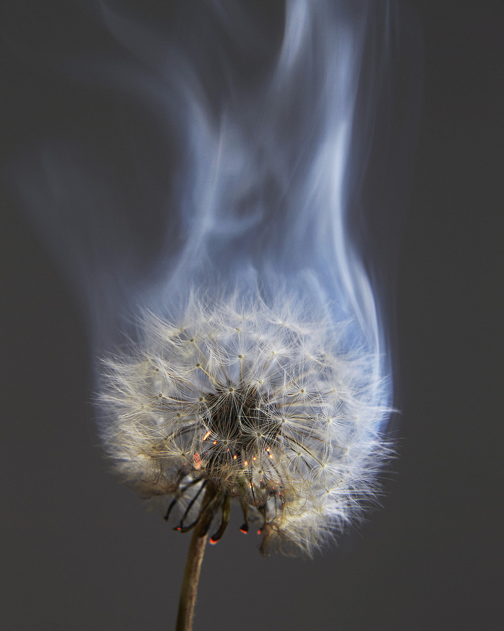 A smoking dandelion from the An Exploding World project. Image: Rankin