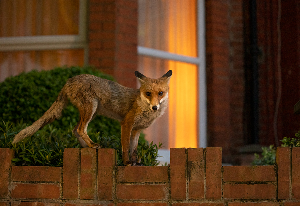 red fox at night outside a lit window