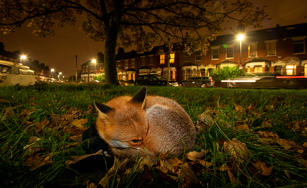 red fox curled up at night