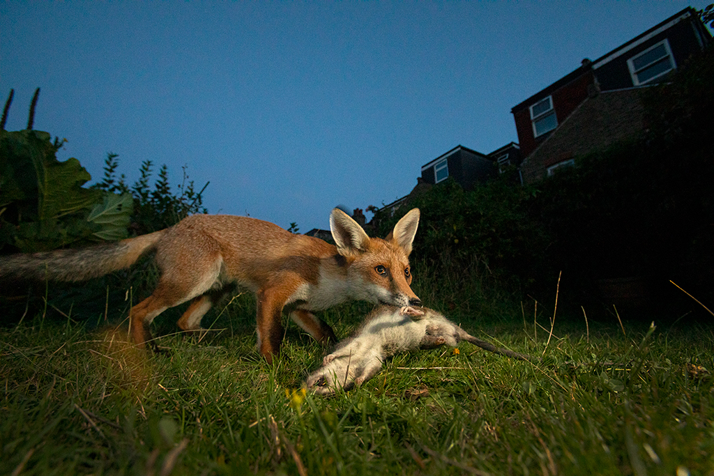 fox carrying a rat in its mouth