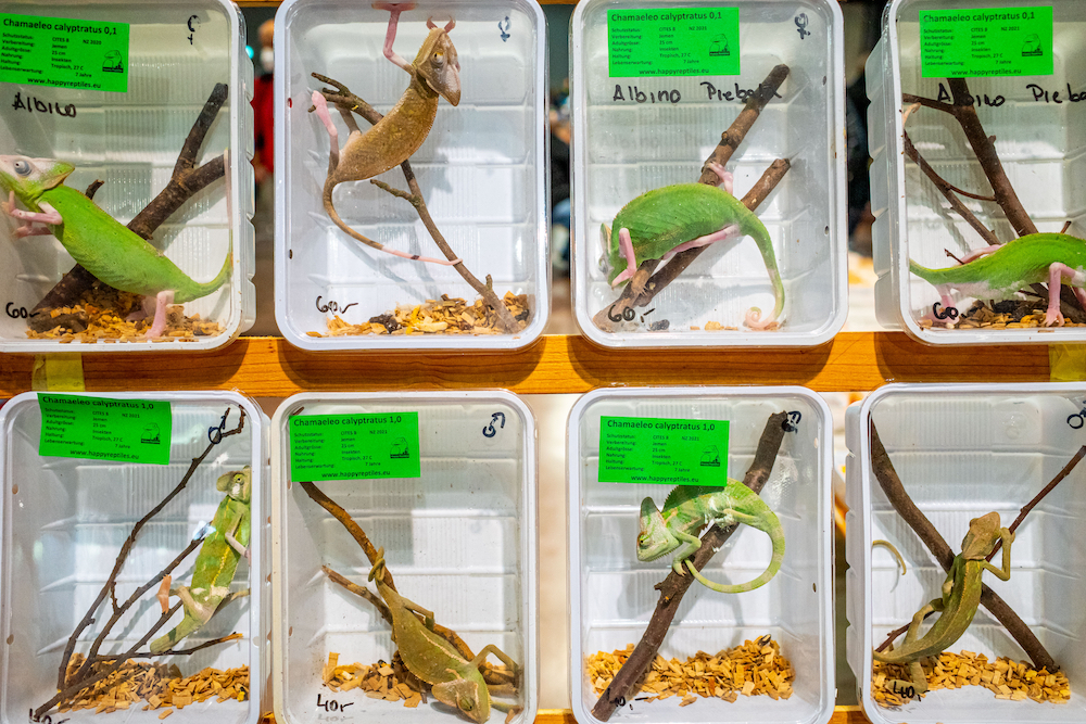 Chameleons in plastic boxes, on display during an exotic animals trade fair in Vicenza, Italy, in November 2021. © Federico Borella, Italy, Finalist, Professional, Wildlife & Nature, 2022 Sony World Photography Awards