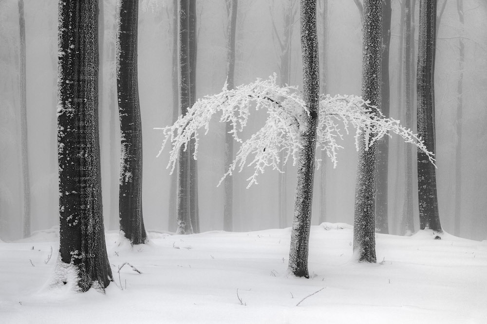 Heiner Machalett - Winter Forest, Neunkircher Höhe, Hesse, Germany; winner of the Snow & Ice Award. Image: Heiner Machalett/The 8th International Landscape Photographer of the Year competition