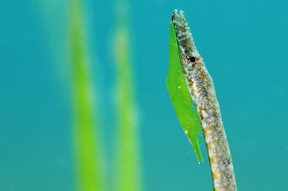 This image of a green prawn and a pipefish frogs, titled 'Mimicry', won the Macro category of the Underwater Photographer of the Year 2022 competition. Image: © Javier Murcia/UPY2022