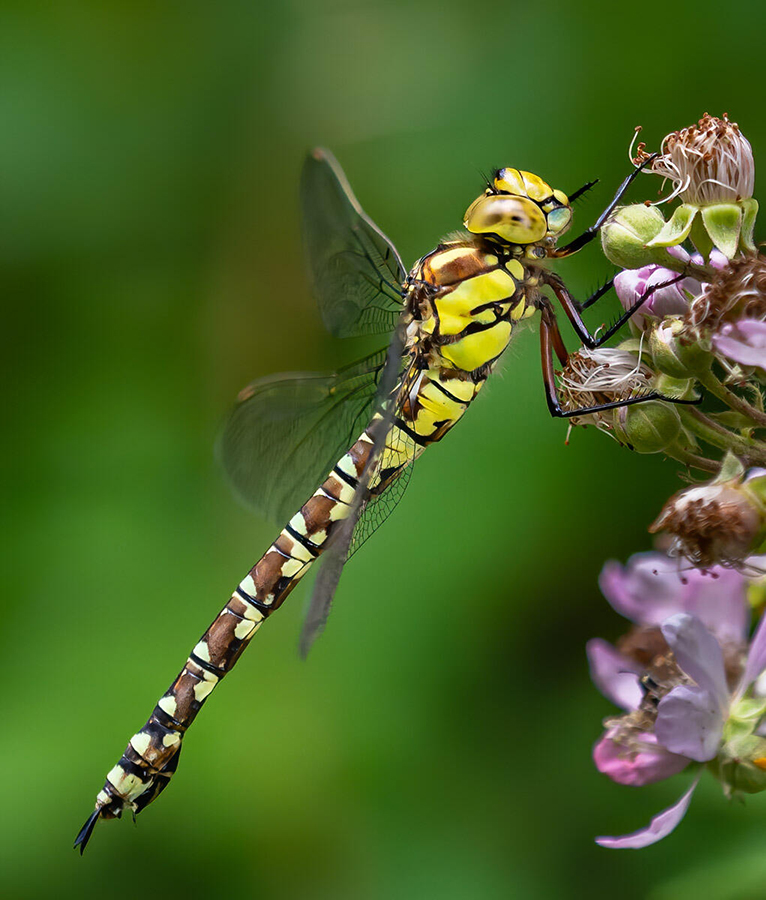 dragonfly close up by Launceston Camera Club member Mike Stickney