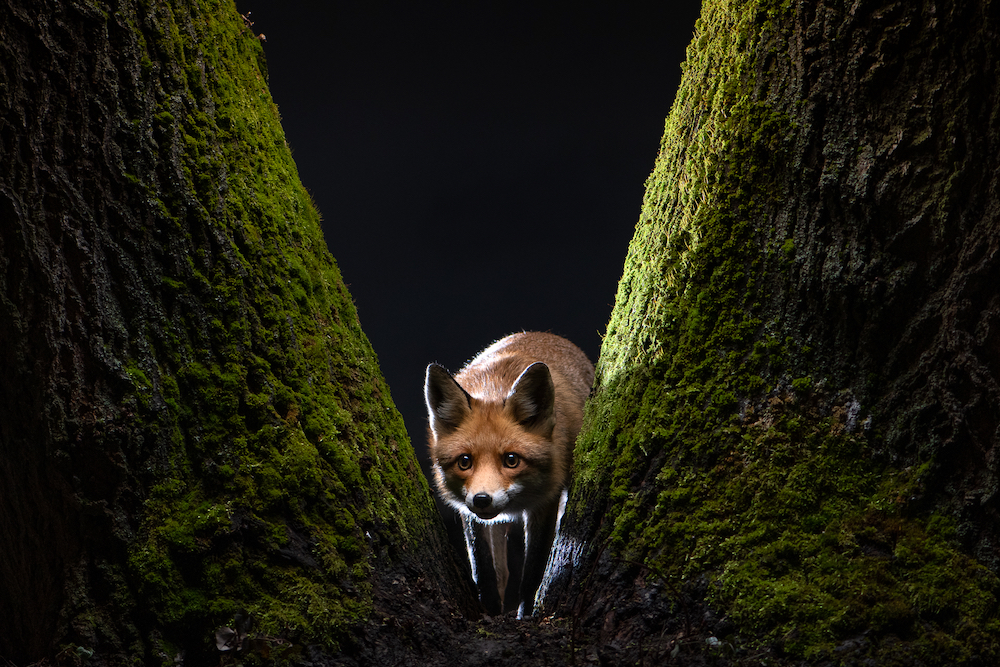 Observing Fox. Milan Radisics explained, 'Roxy stares at the camera from the base of a moss-covered linden tree. The fox is hiding behind the tree observing my window and trying to decide whether it’s safe. When we first became acquainted, any sudden movement would make the fox rush to a corner of the courtyard to hide behind the bushes. Learning from this, I stayed behind the window to follow Roxy’s undisturbed behaviour.' © Milan Radisics, Hungary, Finalist, Professional, Wildlife & Nature, 2022 Sony World Photography Awards