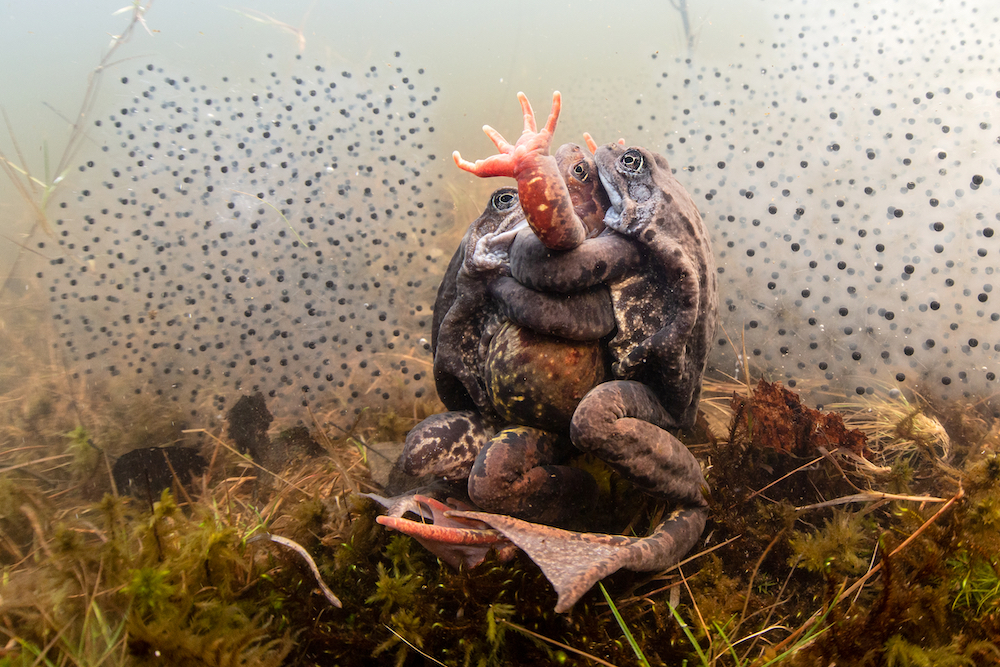 This image of spawning frogs, titled 'All You Need Is Love', won the Behaviour and My Backyard categories of the Underwater Photographer of the Year 2022 competition. Image: © Pekka Tuuri/UPY2022