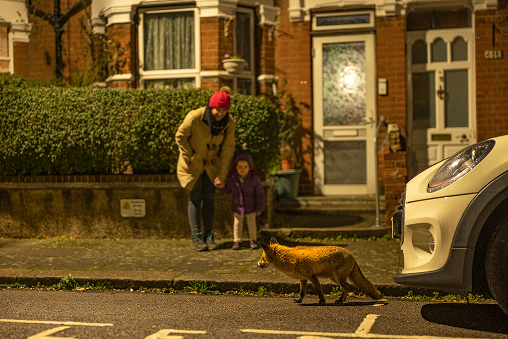 red fox on the street