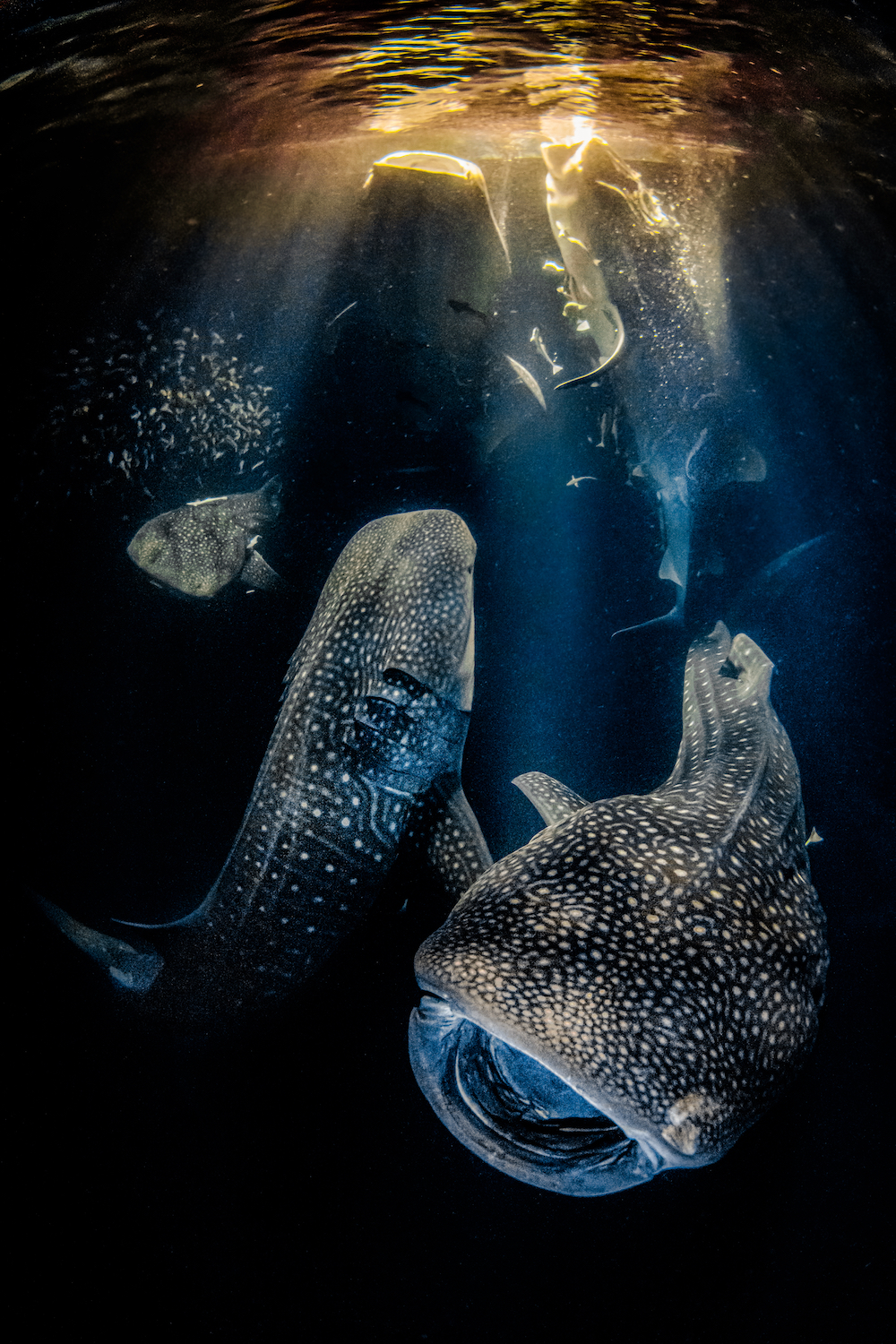 The winning image, of five feeding whale sharks off the Maldives, in the Underwater Photographer of the Year 2022 competition. Image: © Rafael Fernandez Caballero/UPY2022