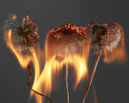 ne of Rankin's burning dandelion heads from his upcoming book An Exploding World