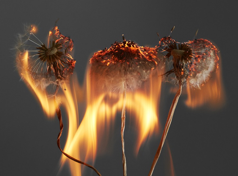 ne of Rankin's burning dandelion heads from his upcoming book An Exploding World