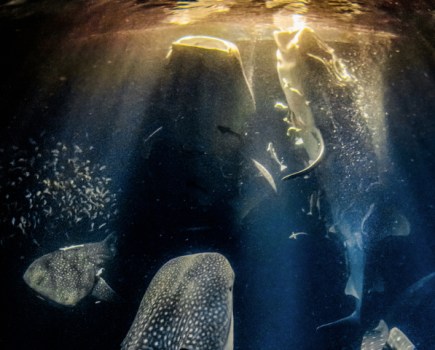 Part of the winning image, of five feeding whale sharks, in the Underwater Photographer of the Year 2022 competition. Image: © Rafael Fernandez Caballero/UPY2022