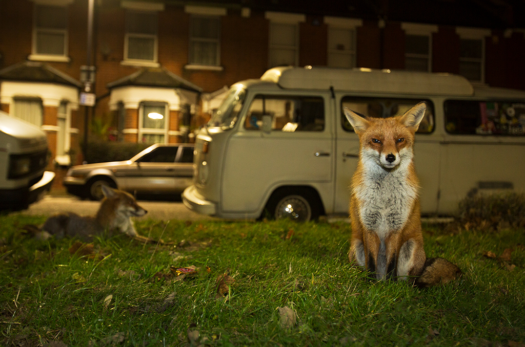 red fox portrait at night