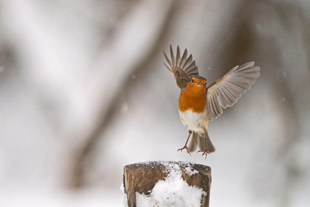 robin garden bird in flight