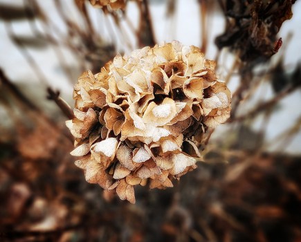 Close up capture of a brown dried Hydrangeas