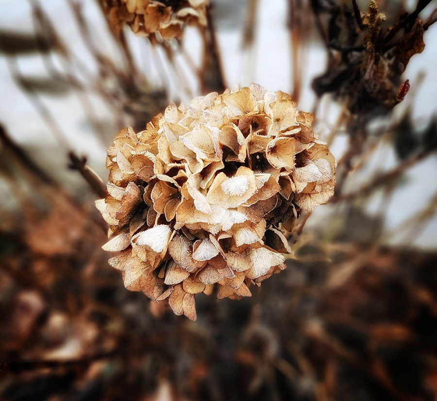 Close up capture of a brown dried Hydrangeas