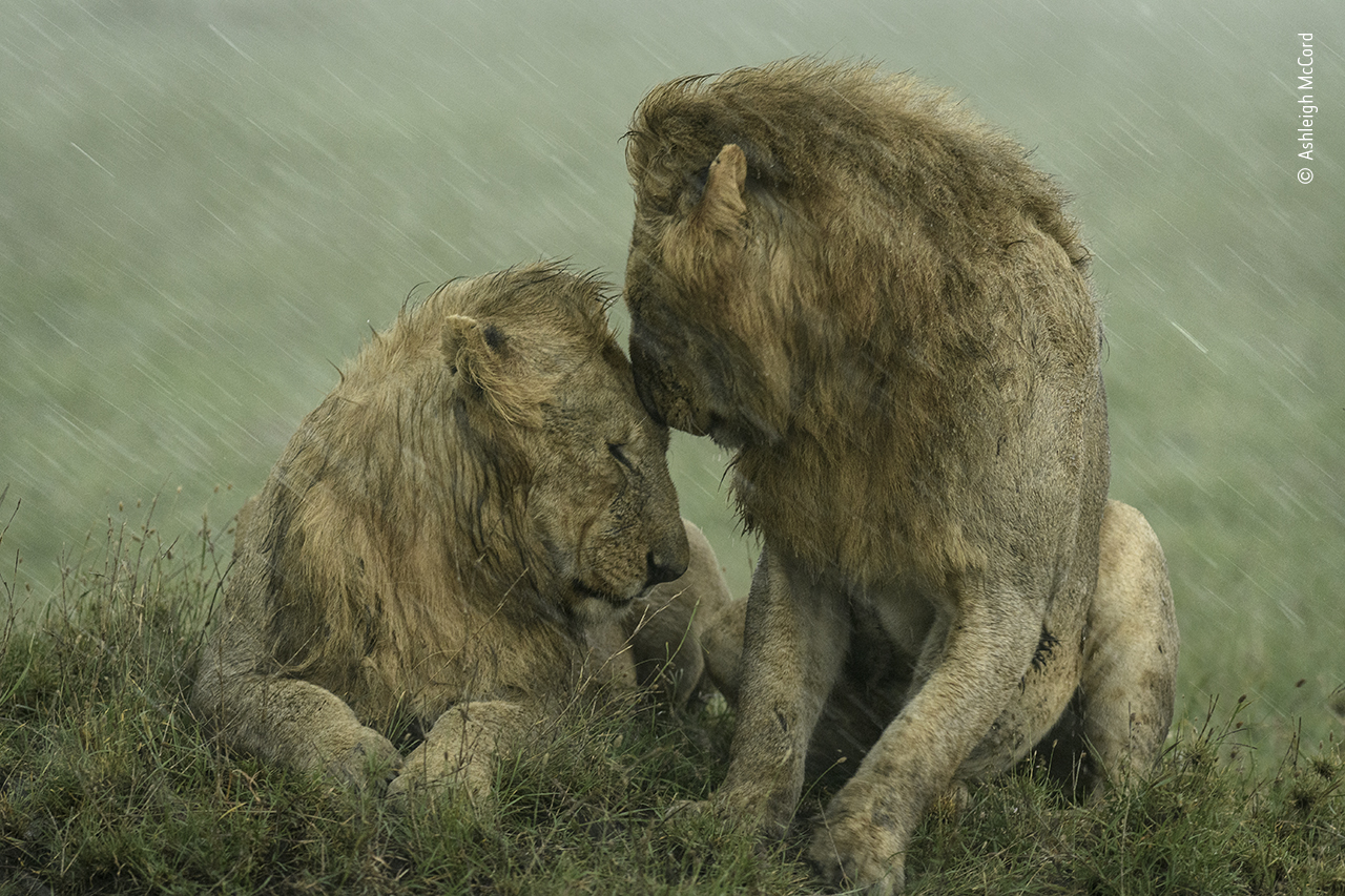 Shelter from the Rain, by Ashleigh McCord, was Highly Commended in the Wildlife Photographer of the Year People's Choice Award 2021. Image: © Ashleigh McCord/Wildlife Photographer of the Year
