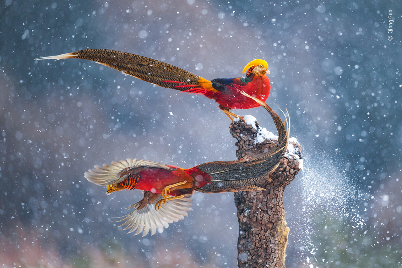 Dancing in the Snow, by Qiang Guo, was Highly Commended in the Wildlife Photographer of the Year People's Choice Award 2021. Image: © Qiang Guo/Wildlife Photographer of the Year