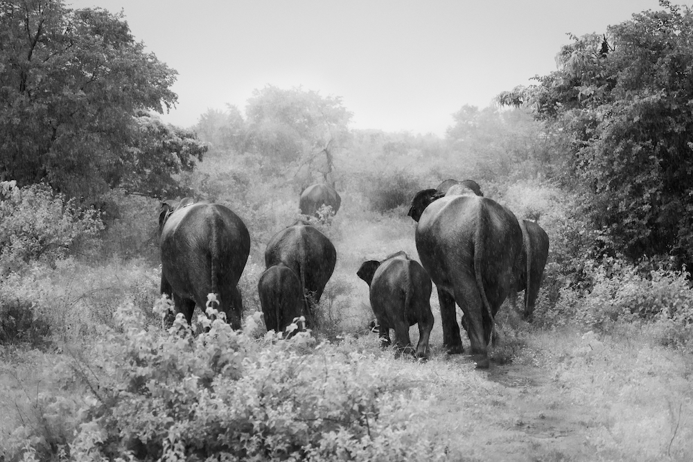 A family of Asiatic elephants, Udawalawe National Park, Sri Lanka. © Michael Stavrakakis /World Nature Photography Awards 2021