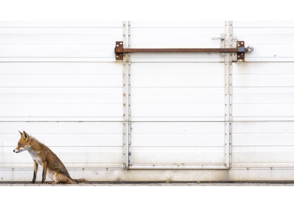 A fox in an industrial area of the Netherlands. © Alex Pansier/World Nature Photography Awards 2021
