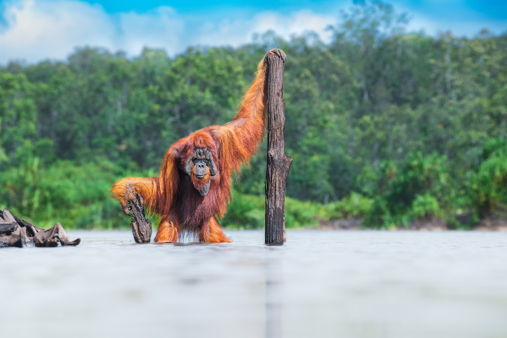 A male Bornean orangutan. © Thomas Vijayan/World Nature Photography Awards 2021
