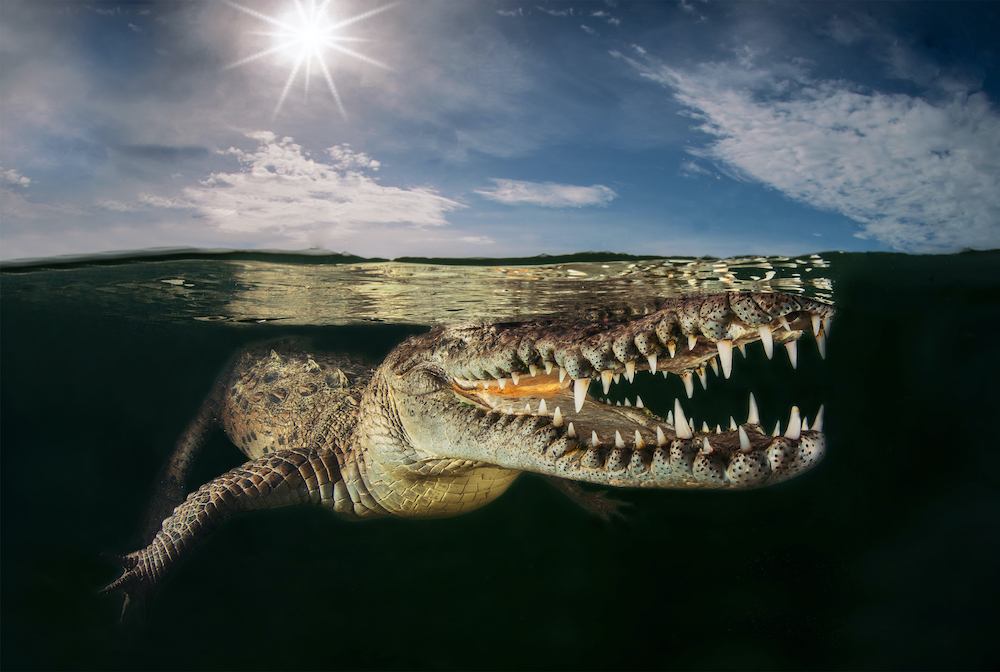 American crocodile, Gardens of the queen, Cuba. © Massimo Giorgetta/World Nature Photography Awards 2021