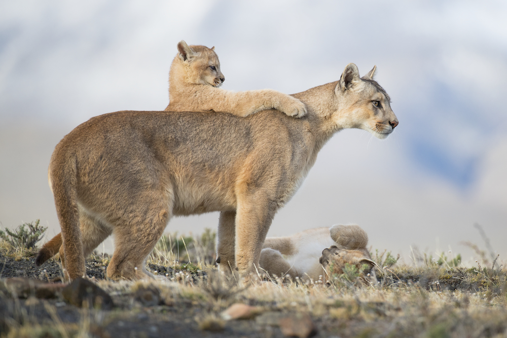 e' shows a female puma and her cubs, Patagonia, Chile. © Amit Eshel/World Nature Photography Awards 2021 