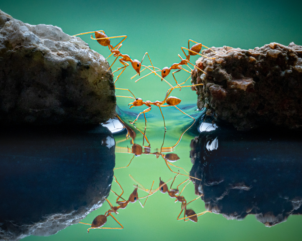 'Ants Crossing', red ants, Indonesia. © Chin Leong Teo/World Nature Photography Awards 2021