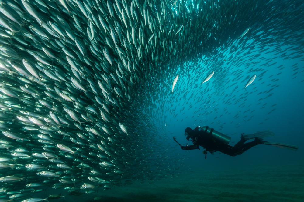 'Capturing the movement', a scuba diver with a school of mackerel, Cabo San Lucas, Baja California Sur, Mexico. © Mike Eyett/World Nature Photography Awards 2021