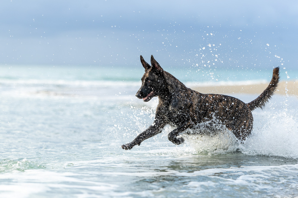 Dutch Splash by Carol Moorhead won the Action Dog PhoTOGrapher of the Year sub-category