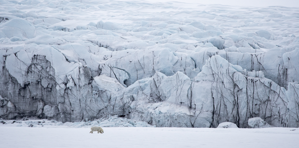 Christian Tuckwell-Smith's polar bear picture 'North Of The Wall'. © Christian Tuckwell-Smith/World Nature Photography Awards 2021