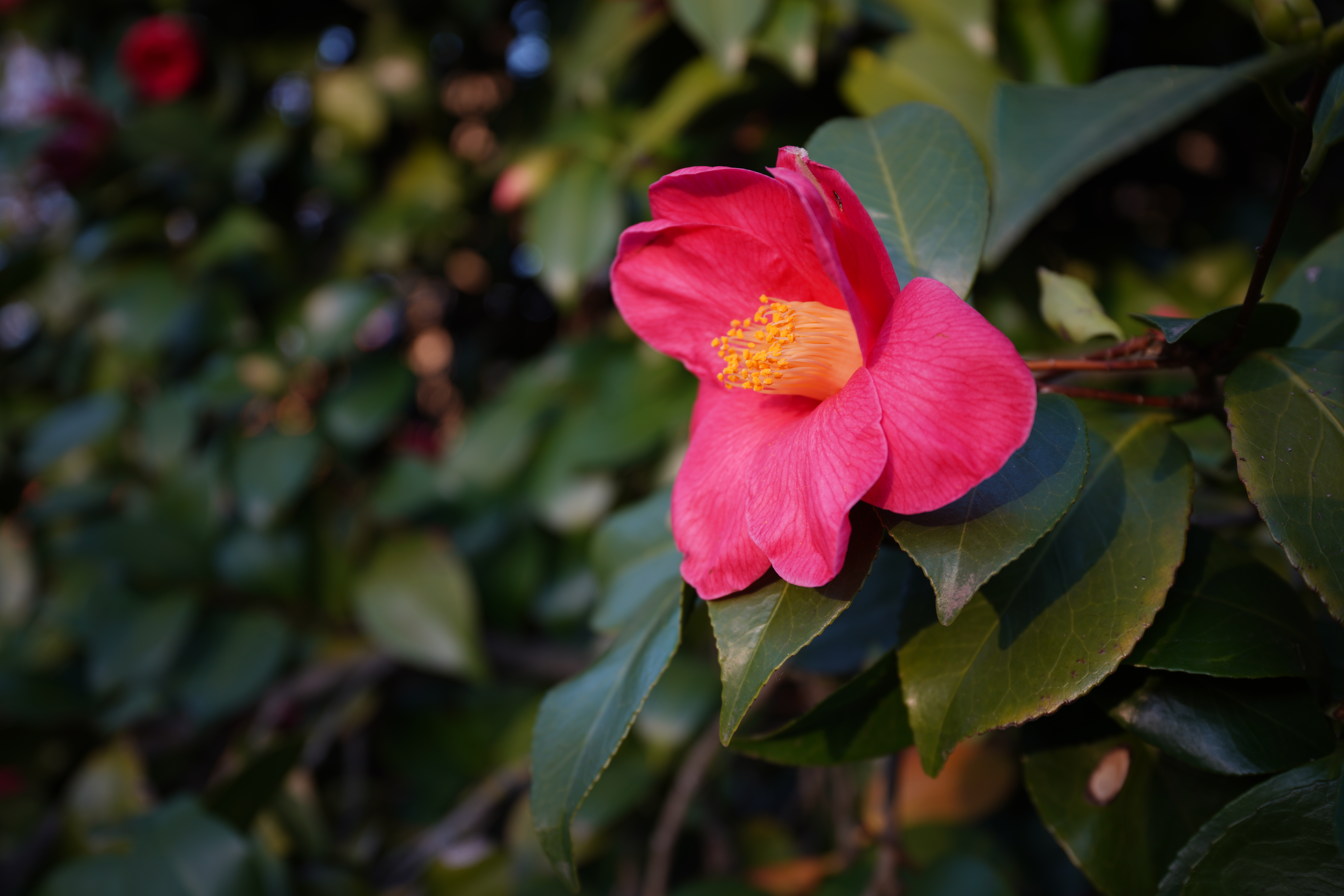 Sony FE 16-35mm F4 G close-up sample image