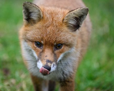 Nikon Z9 fox sample image