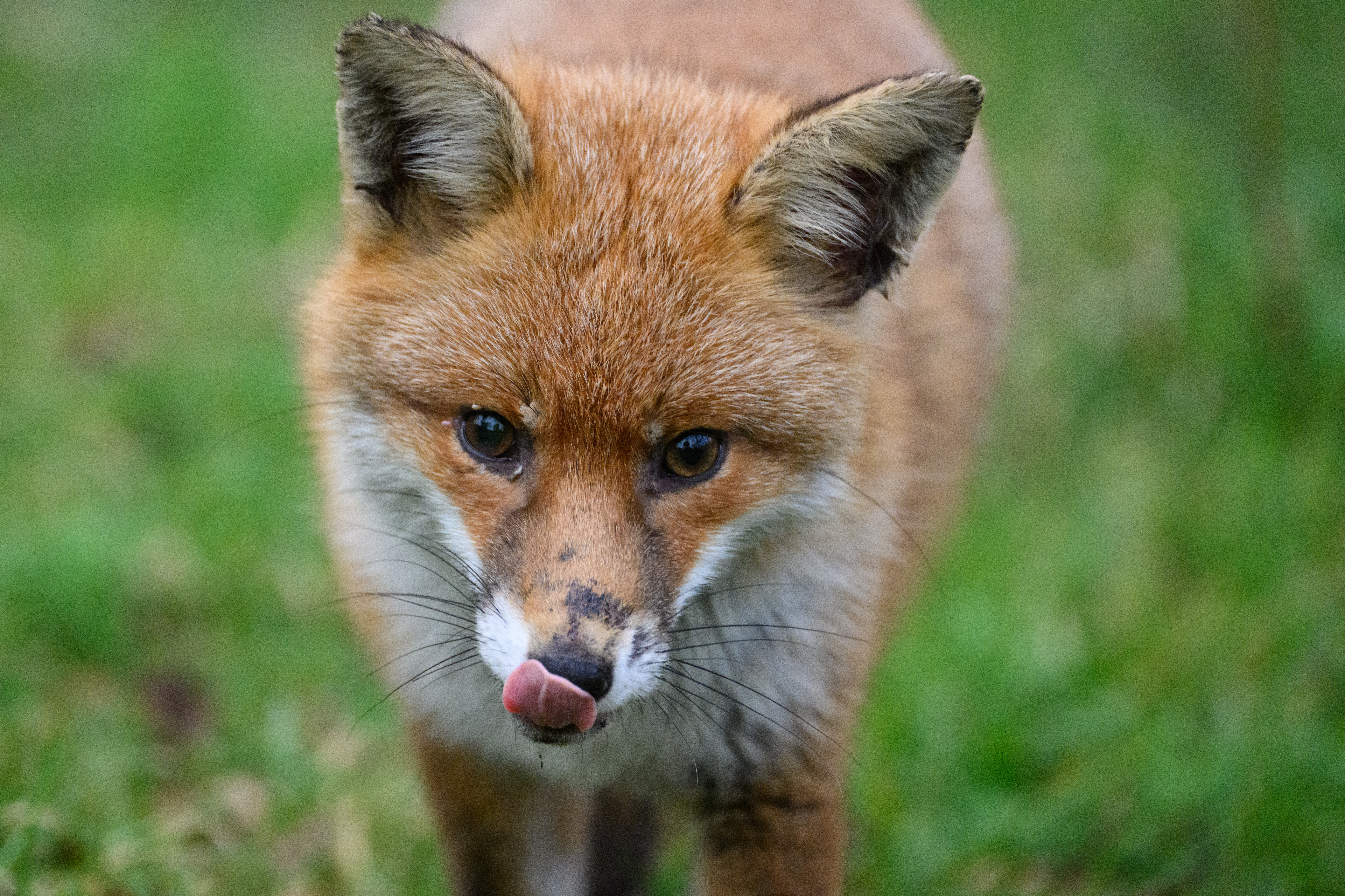 Nikon Z9 fox sample image