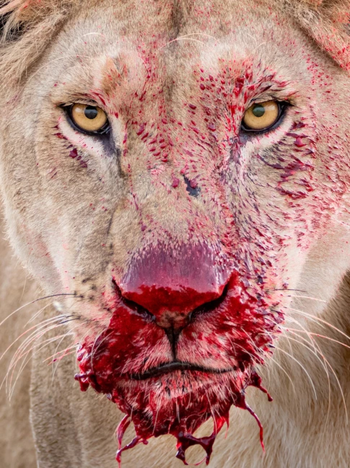 Fierce Lioness by Lara Jackson. © Lara Jackson lion portrait blood around muzzle close up best wildlife photos