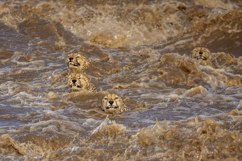 'A turbulent swim', five male cheetahs, Masai Mara, Kenya. © Buddhilini de Soyza/World Nature Photography Awards 2021 