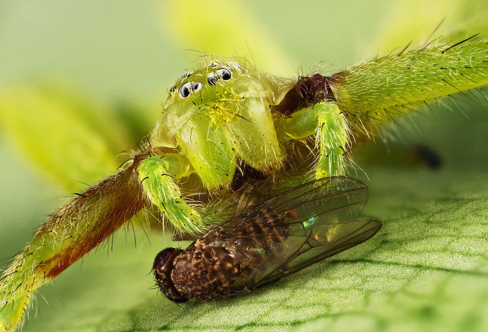 Green huntsman spider (Micrommata virescens) and a vinegar fly (Drosophila melanogaster), Magnitogorsk, Russia. © Irina Petrova Adamatzky/World Nature Photography Awards 2021