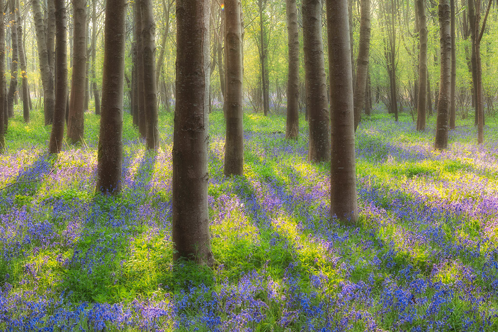 spring woodland scene with bluebells