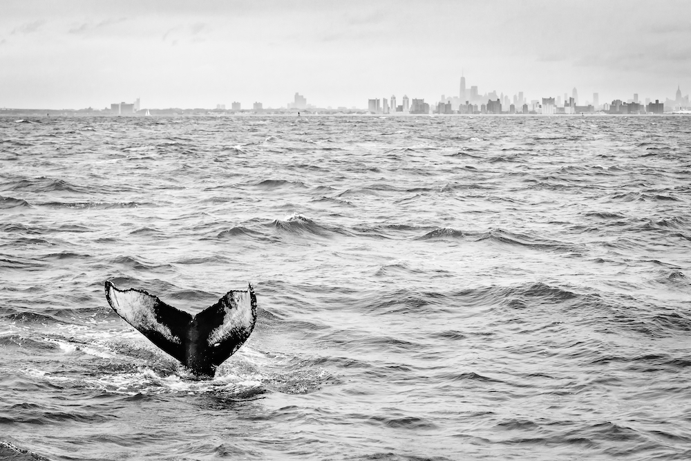 Humpback whale's fluke with the New York City in the background, USA. © Matthijs Noome/World Nature Photography Awards 2021