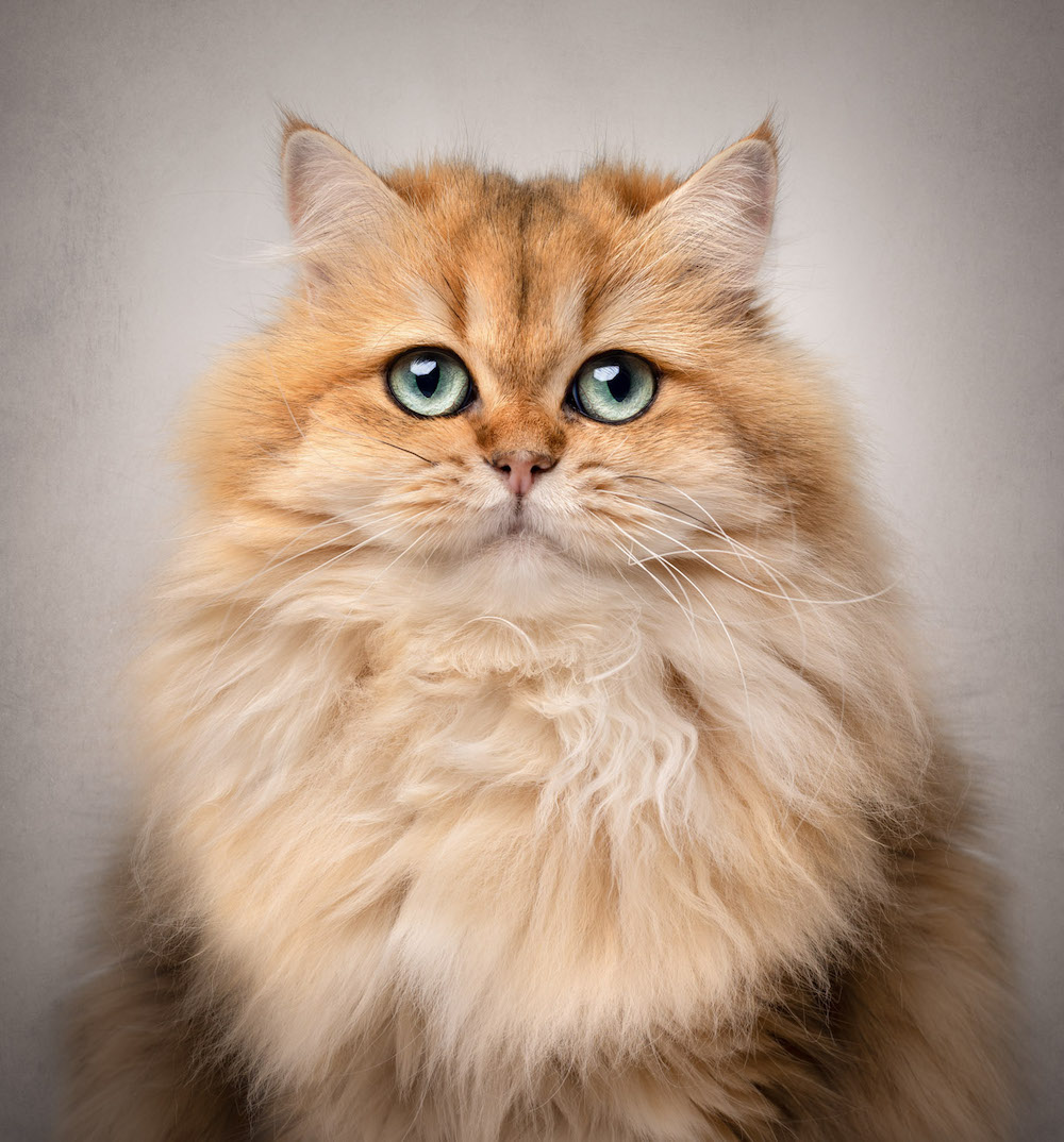 A Cloud of Gold by Kat de Laet won the Cat PhoTOGrapher of the Year sub-category 