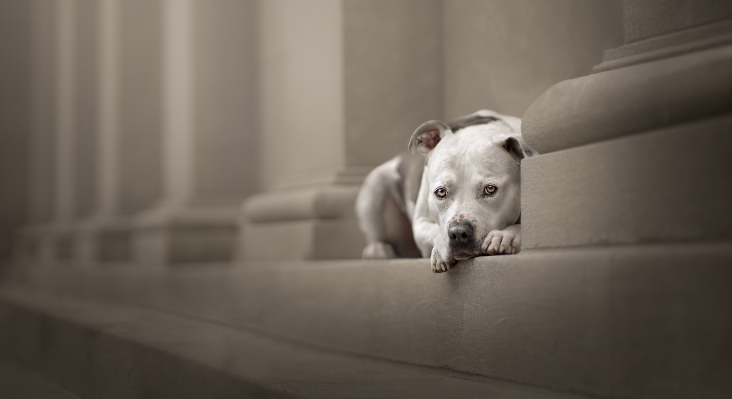 Elegance by Katie Brockman won the Urban Dog PhoTOGrapher of the Year sub-category
