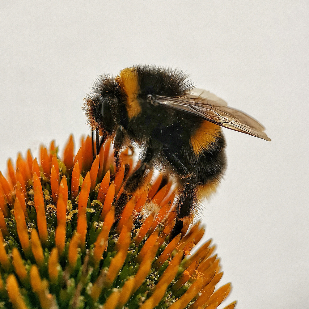 Big Bumble by James Peck, 1st Place Winner, Macro & Details category, 2021 Mobile Photography Awards. © James Peck