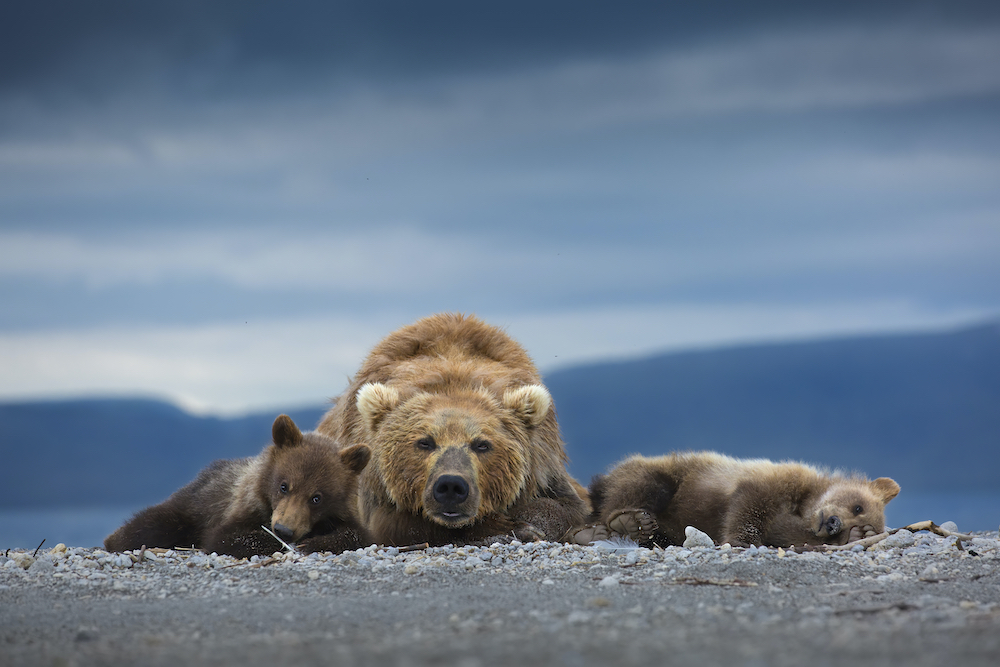 A doting brown bear (ursus arctos beringianus)mother and her cubs, South Kamchatka Sanctuary, Russia. © Neelutpaul Barua/World Nature Photography Awards 2021 