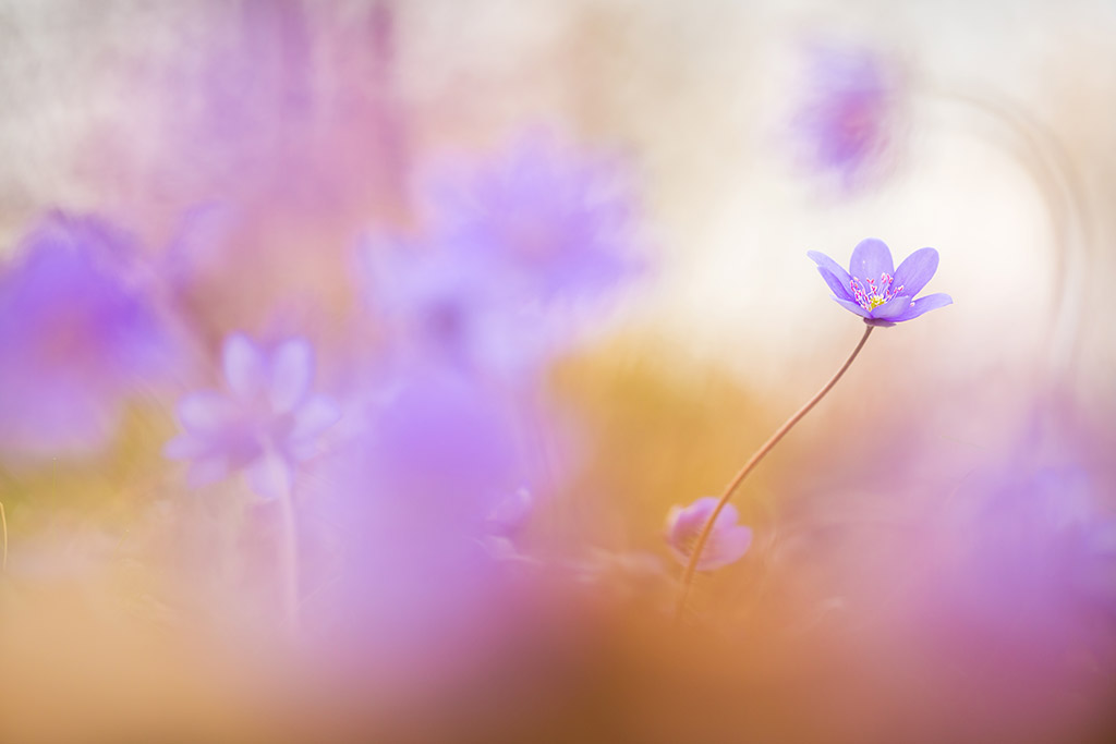 light purple spring flower surrounded by blurred purple flowers spring photo tips