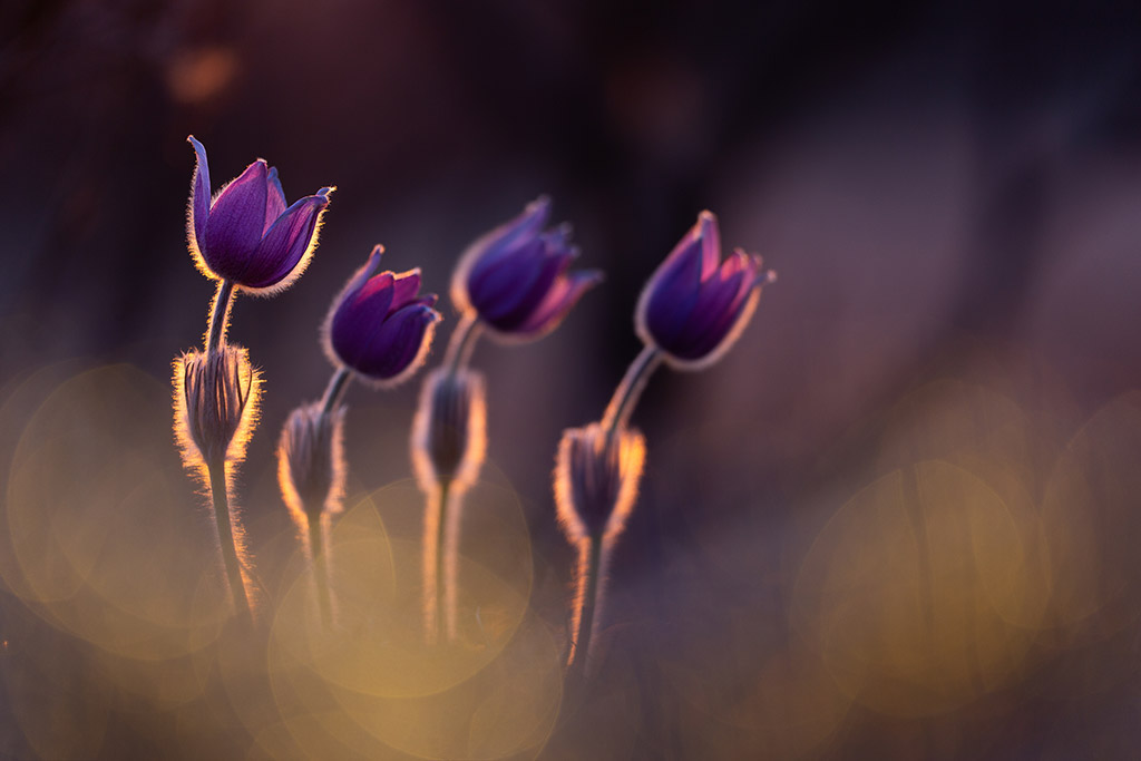 dark purple spring flower against golden natural light