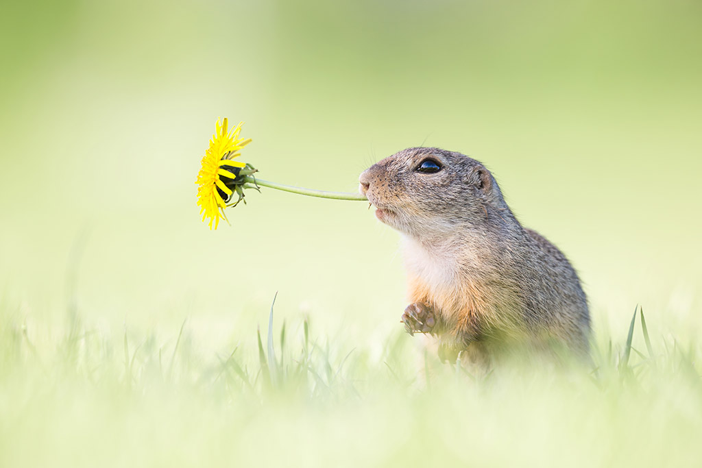rodent with yellow dandelion flower in its mouth