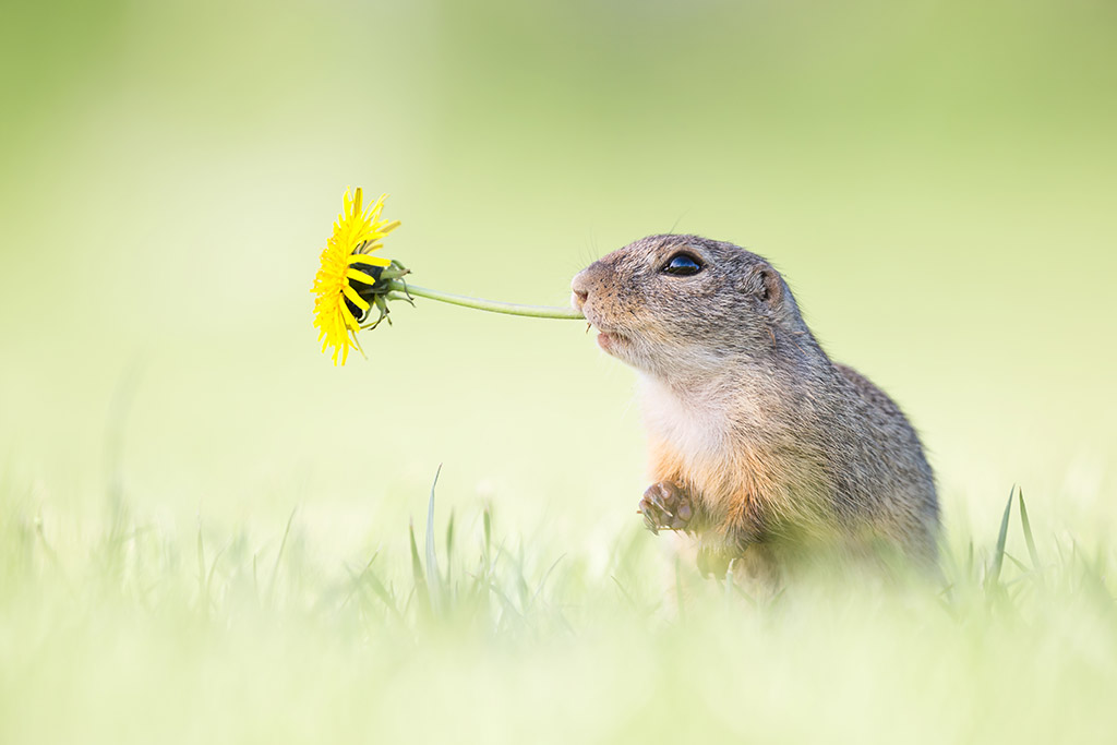 Spring Photo Tips - essential guide | Amateur Photographer