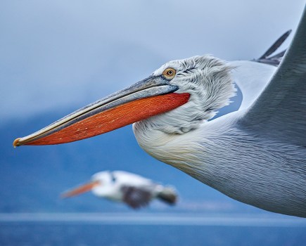 Side profile of two pelicans flying