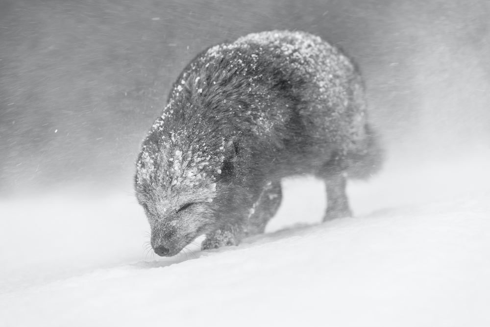 best winter photographs Arctic fox (Vulpes lagopus) walking through a snowstorm, Iceland. © Vince Burton/World Nature Photography Awards 2021