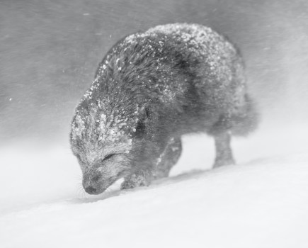 Arctic fox (Vulpes lagopus) walking through a snowstorm, Iceland. © Vince Burton/World Nature Photography Awards 2021
