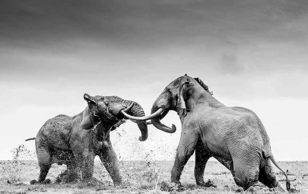 'Rumble in the Jungle', two bull elephants sparring with each other, Amboseli National Park, Kenya. © William Fortescue/World Nature Photography Awards 2021